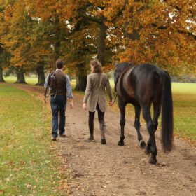 Paardencoaching en team-ontwikkeling