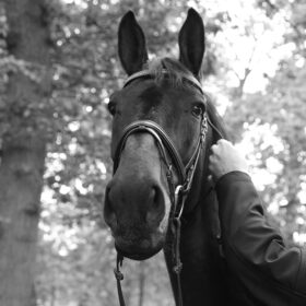 Paardencoaching en Trauma