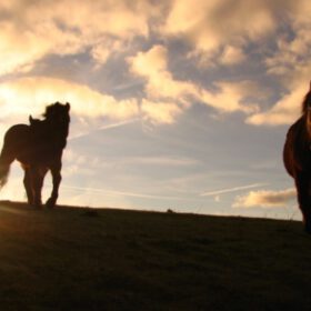 Gecertificeerd basis paardencoach