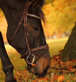 Paardencoaching voor kinderen