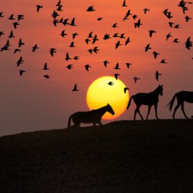 Paardencoaching in de ouderenzorg