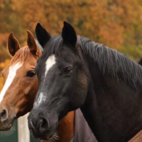Gecertificeerd systemisch paardencoach