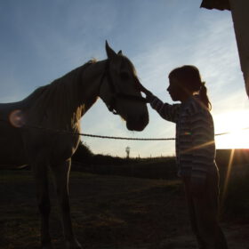 Gecertificeerd kinder paardencoach