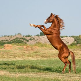 Paardencoaching en Weerstand